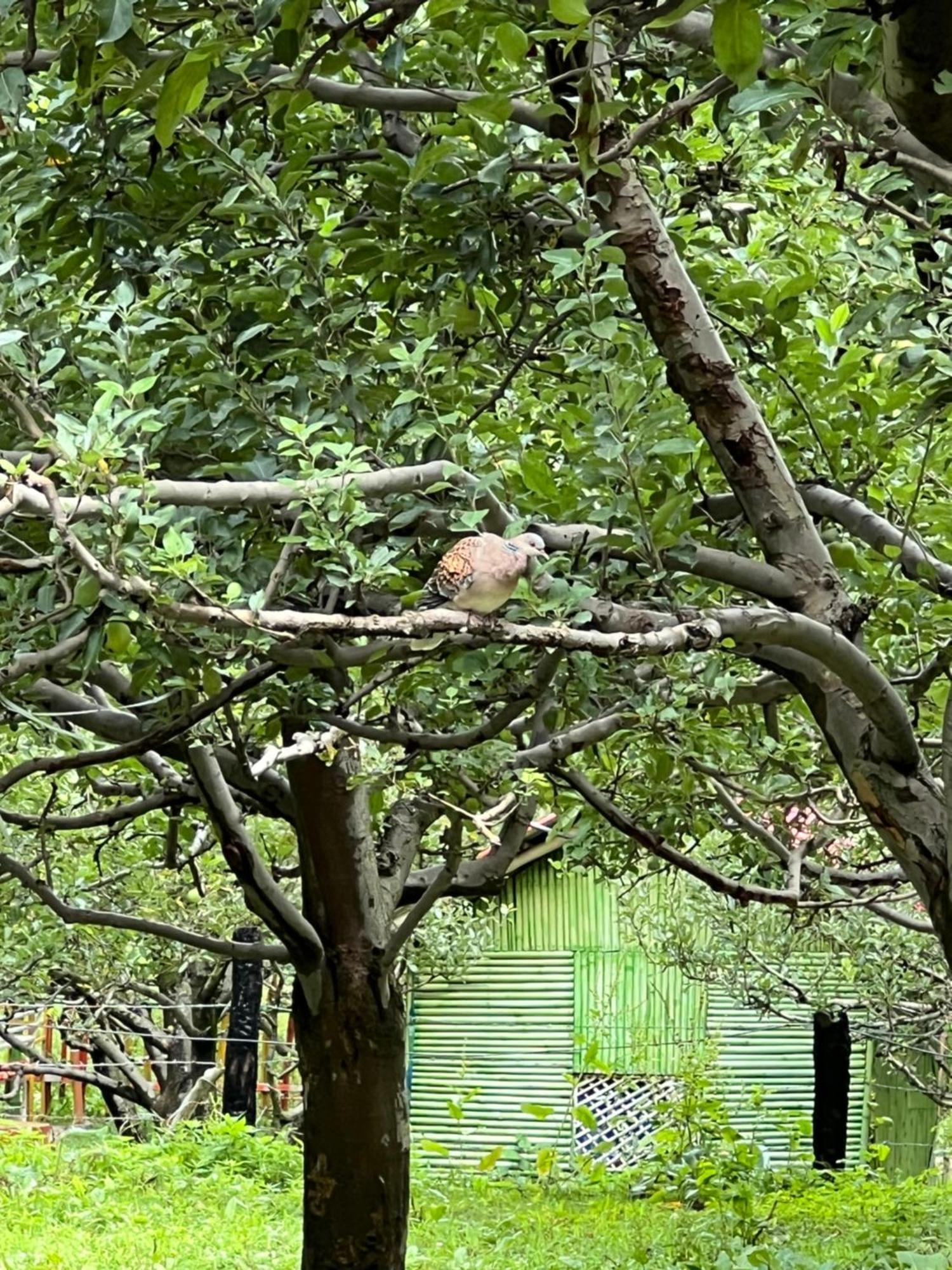 Old Brahma Homestay Kalgha Екстериор снимка